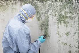 Best Real Estate Mold Inspection  in Spring Valley, CA